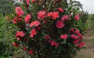 科技苑葡萄酒，科技苑葡萄酒怎么样